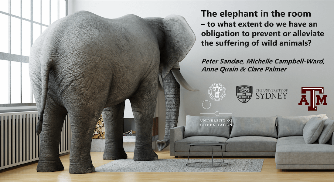 Rear of elephant in a room with a couch // Peter Sandøe