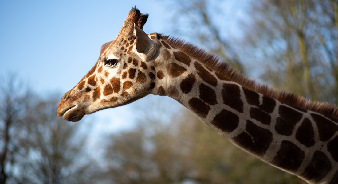 Giraff in Copenhagen Zoo