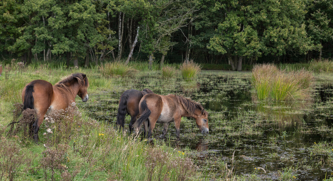 Three brown horses in nature park. Foto: compuinfoto // Colourbox.com