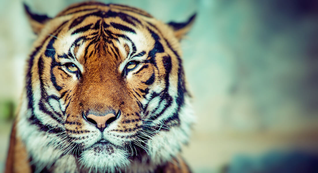 Close-up of the face of a tiger. Photo: Curioso.Photography // Colourbox.com
