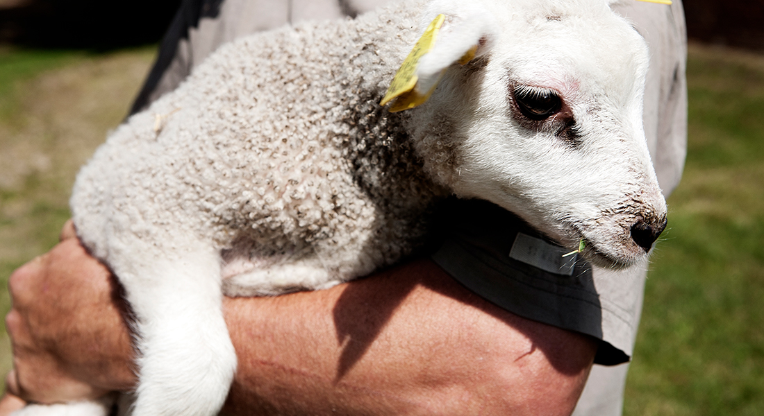 A lamb in an arm